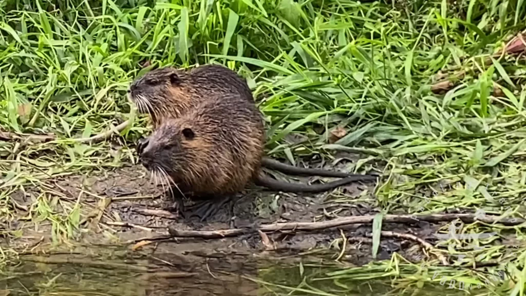 3 lodě na řece Moravě |  nutrie